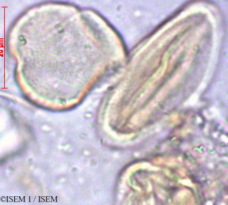 ISEM 1/Sesuvium_portulacastrum_19796/Sesuvium_portulacastrum_19796_0001(copy)_thumb.jpg